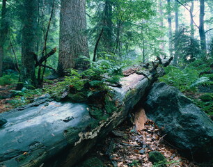 forest, natural, germany, 