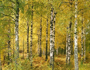 birch forest in early autumn, 