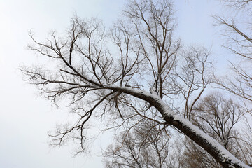 Fototapeta na wymiar Snow covered trees, North China