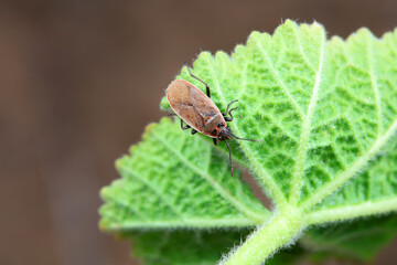 Bugs on green leaves, North China