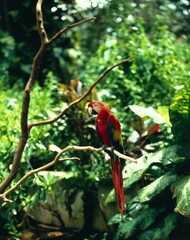 parrot, bright red macaw, macaw macao, 