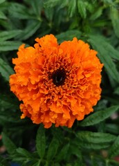 orange gerbera flower