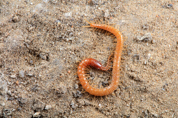 Centipede crawls on the ground, North China