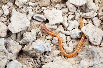 Centipede crawls on the ground, North China