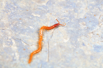 Centipedes crawling on rocks, North China