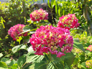 Obraz premium hydrangea, full bloom of hydrangeas