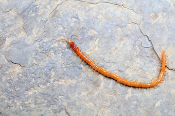 Centipedes crawling on rocks, North China