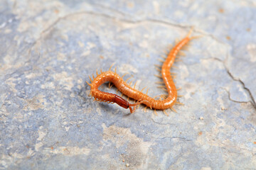Centipedes crawling on rocks, North China