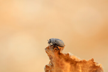 Beetles on yellow leaves, early spring, North China