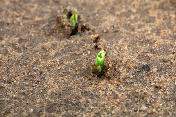 Plants sprout out of the soil