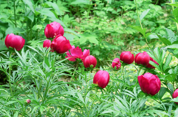 Obraz premium Closed buds of red peonies. The beginning of the flowering of peonies.