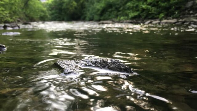 une rivi&egrave;re dans la for&ecirc;t