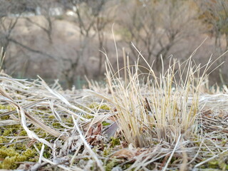 frost on the grass