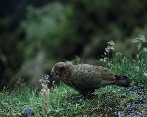 new zealand, south island, mountain parrot, kea, nestor notabilis, 