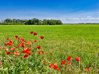 field of poppies and sky