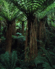 new zealand, south island, tree ferns in rainforest, 