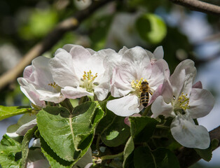 apple tree blooms in the garden. bees collect nectar and pollen