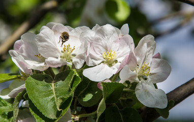 apple tree blooms in the garden. bees collect nectar and pollen