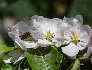 Fototapeta premium apple tree blooms in the garden. bees collect nectar and pollen