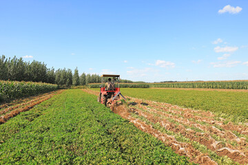 Farmers use agricultural machinery to harvest peanuts
