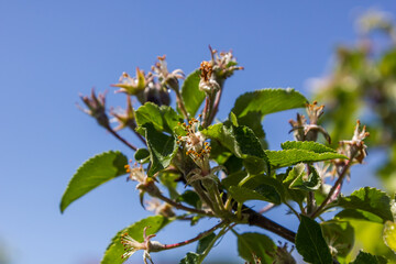 the apple tree has faded. In place of flowers appeared unripe apples