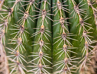 Cactus plant large frame . Green cactus. needle