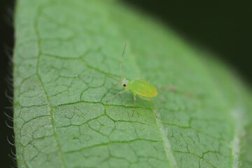 Aphids crawling on wild plants, North China