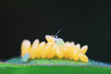 Aphids crawling on ladybird eggs, North China
