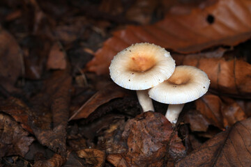 Wild mushrooms in dead leaves, North China