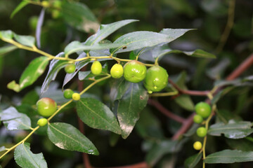 Green jujube in the wild, North China
