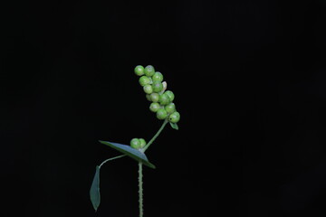 The medicinal plant raceme, North China