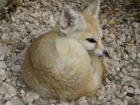 Zorro del desierto acurrucado y mimetizado con el entorno