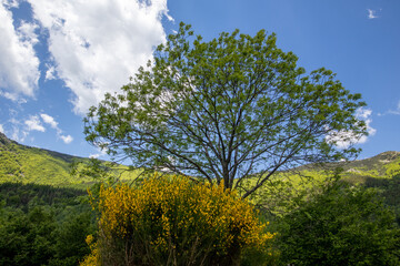 majestic tree and yellow broom in the Catalan mountain, genêts et bel arbre en montagne