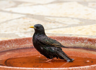 étourneau au bain, starling taking a bath