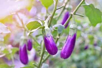 Fresh purple Eggplant fruit growing in garden on summer season with orange filter light, close-up and selective focus