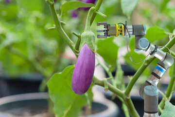Close-up industrial automation robotic on purple eggplant garden for working harvest product on smart farming 4.0 concept