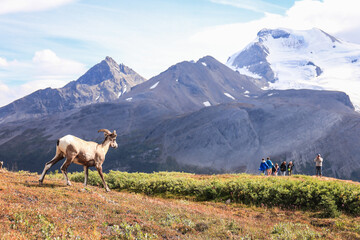 Mountain Goats looking at tourist in Canadian Rockies. Photo taken in Icefields Parkway