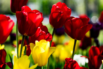 Fototapeta na wymiar red and yellow tulips