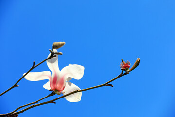 magnolia micro photos of flowers