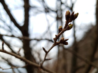 branch with buds