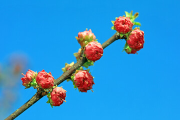 Macro photo of the flower ecology of Prunus mume, North China