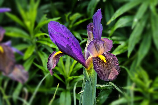Schwertlilie (Iris) Eye of the Tiger, Iris hollandica