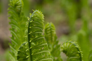 Young bright green ostrich fern showing a curl pattern.   
