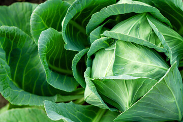 Fototapeta na wymiar Homegrown organic fresh autumn cabbage with dew drops. Beautiful autumn vegetables garden background with copy space. Ready for harvest. Colour image with selective focus.