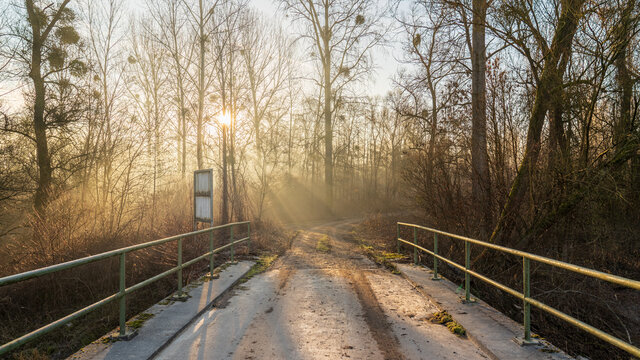 Bridge over the Altrhein near Illingen in the morning sun