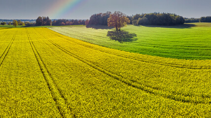 Blühendes Rapsfeld, Bayern, Deutschland