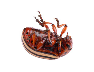 One colorado potato beetle isolated on white