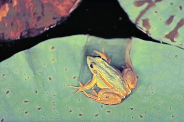 The frog is resting on the lotus leaf