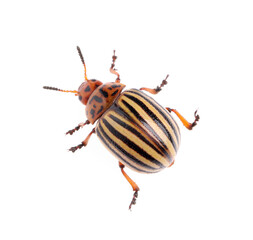 One colorado potato beetle isolated on white