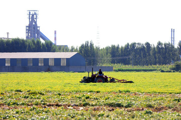 Fototapeta na wymiar Farmers use machinery to harvest peanuts in the fields